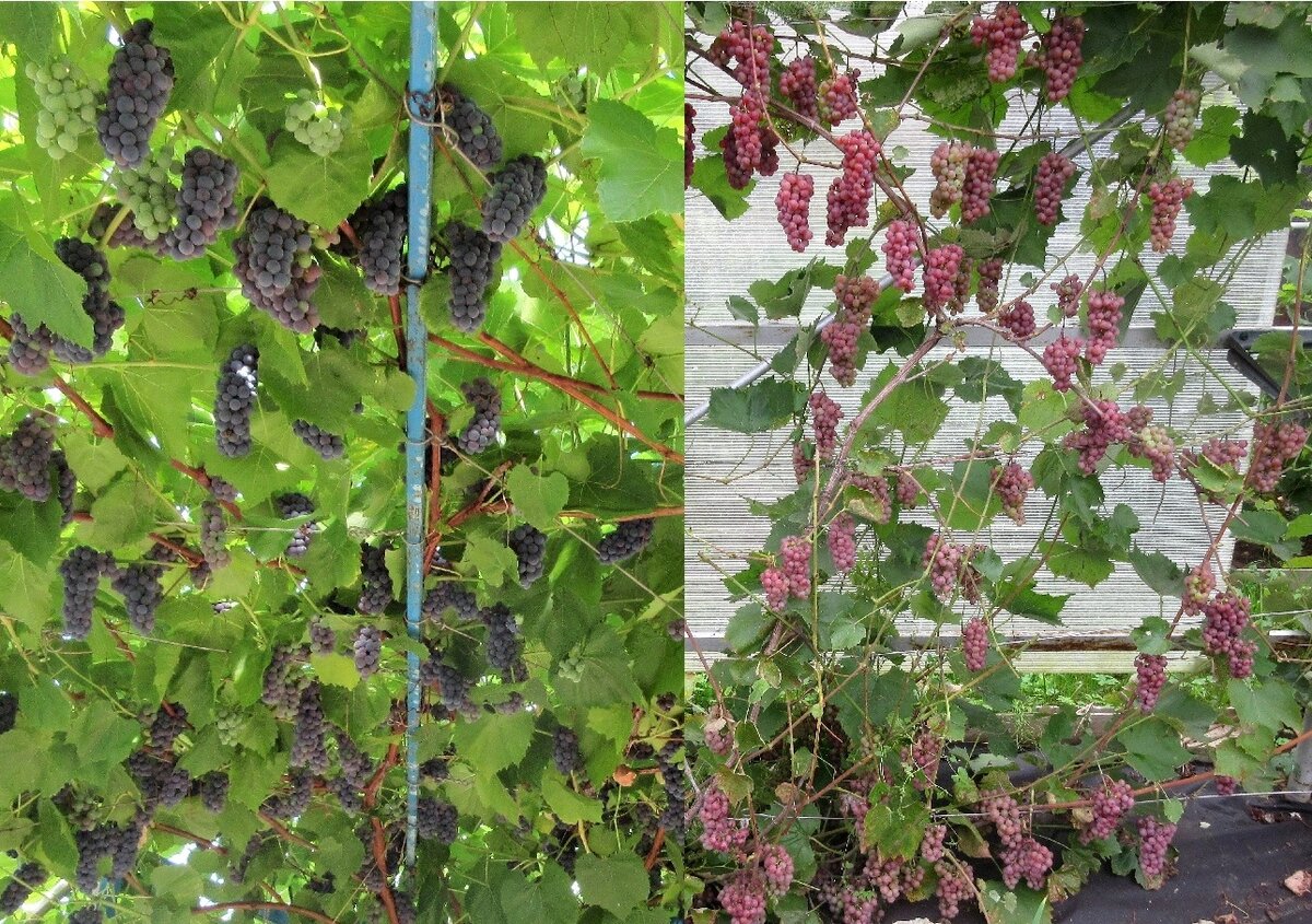 Вэлиант и Сомерсет сидлис - сладкая парочка для вина. Высокую кислоту Вэлианта скоррелирует низкая кислотность Сомерсета. Фото втора