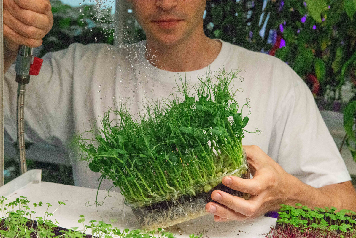 Мы выращиваем микрозелень на собственной сити-ферме 