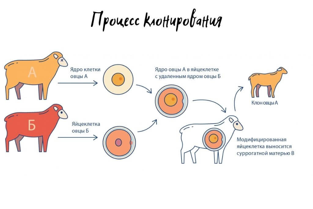 Овечка долли схема клонирования