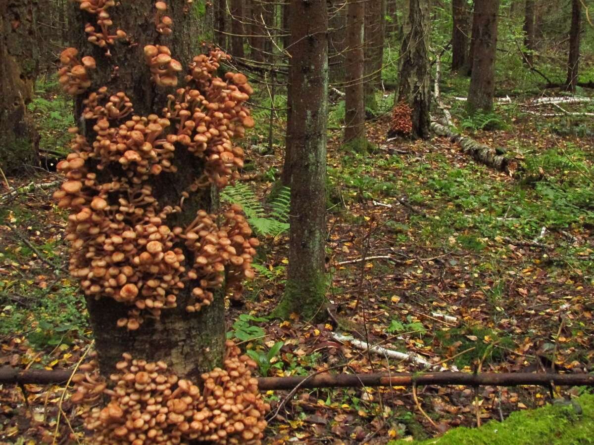 Сила воли или просто повезло? | Сказочное королевство. | Дзен