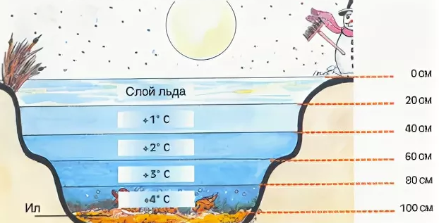 На какой глубине зимой. Глубина пруда. Глубина пруда для рыбы. Глубина пруда для зимовки рыбы. Минимальная глубина пруда.