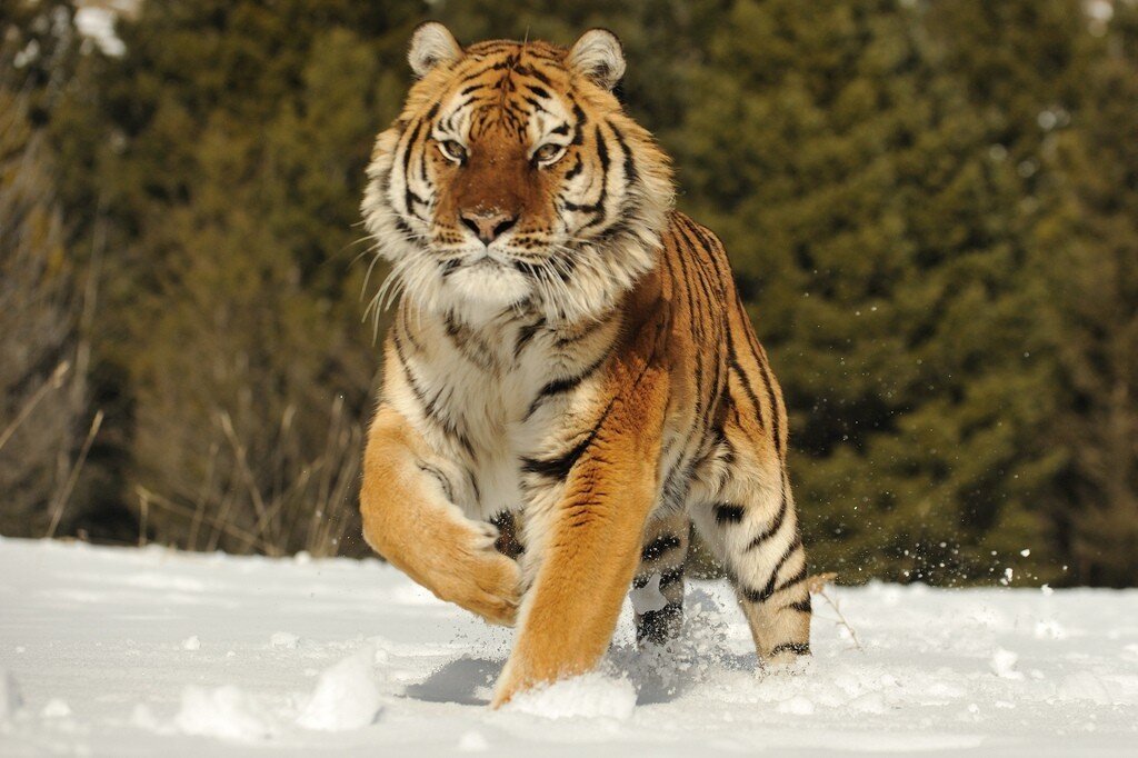 Животные красной амурский тигр. Амурский тигр. Дальневосточный Уссурийский тигр. Амурский (Уссурийский) тигр. Уссурийский (Амурский) тигр Уссурийский (Амурский) тигр.