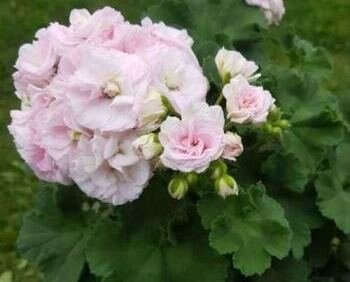 пеларгония  Юв-Белая магия