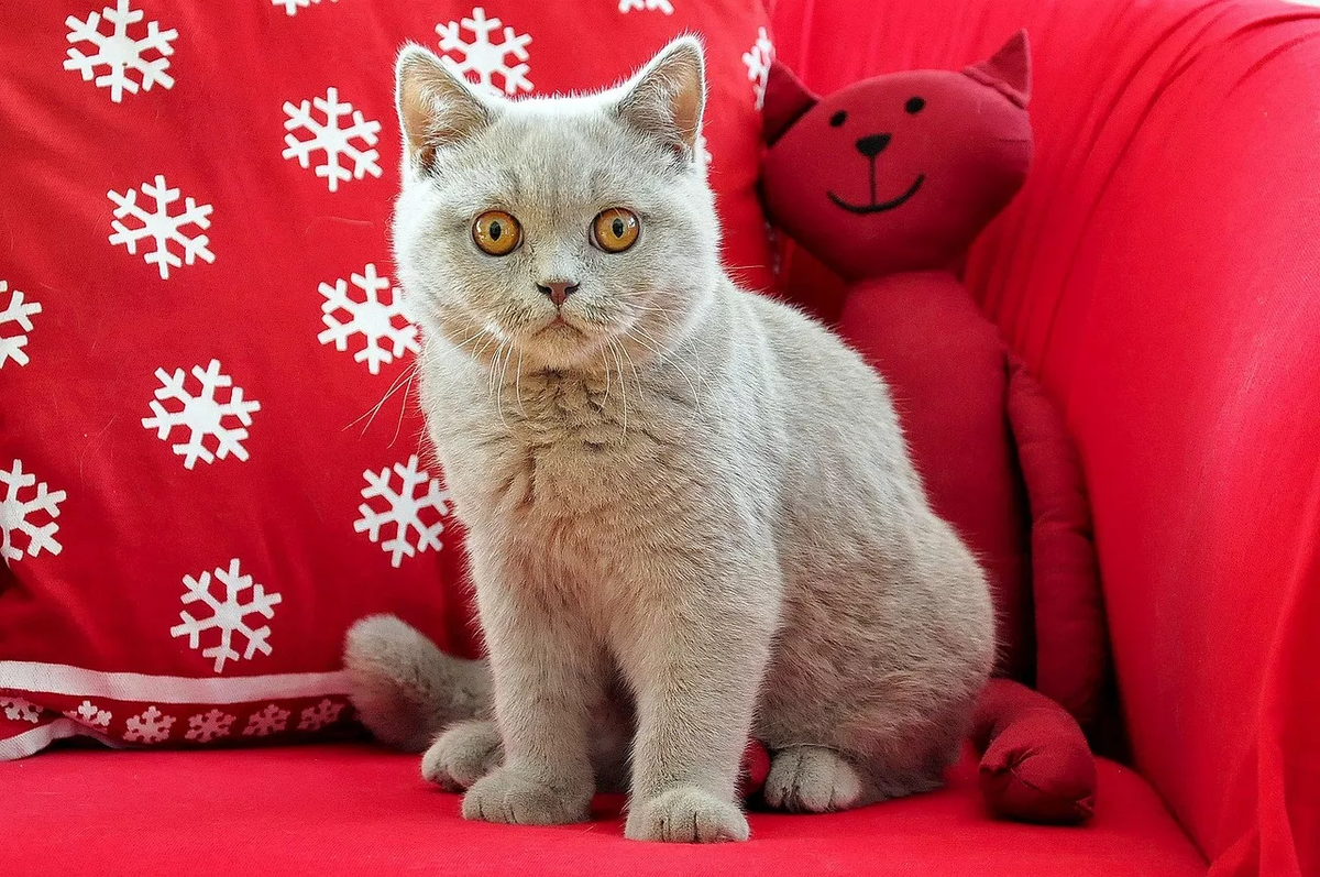 British shorthair. Британский короткошерстный кот. Британская короткошёрстная British Shorthair. Порода Бритиш Шортхэйр. Британская короткошёрстная кошка котята.