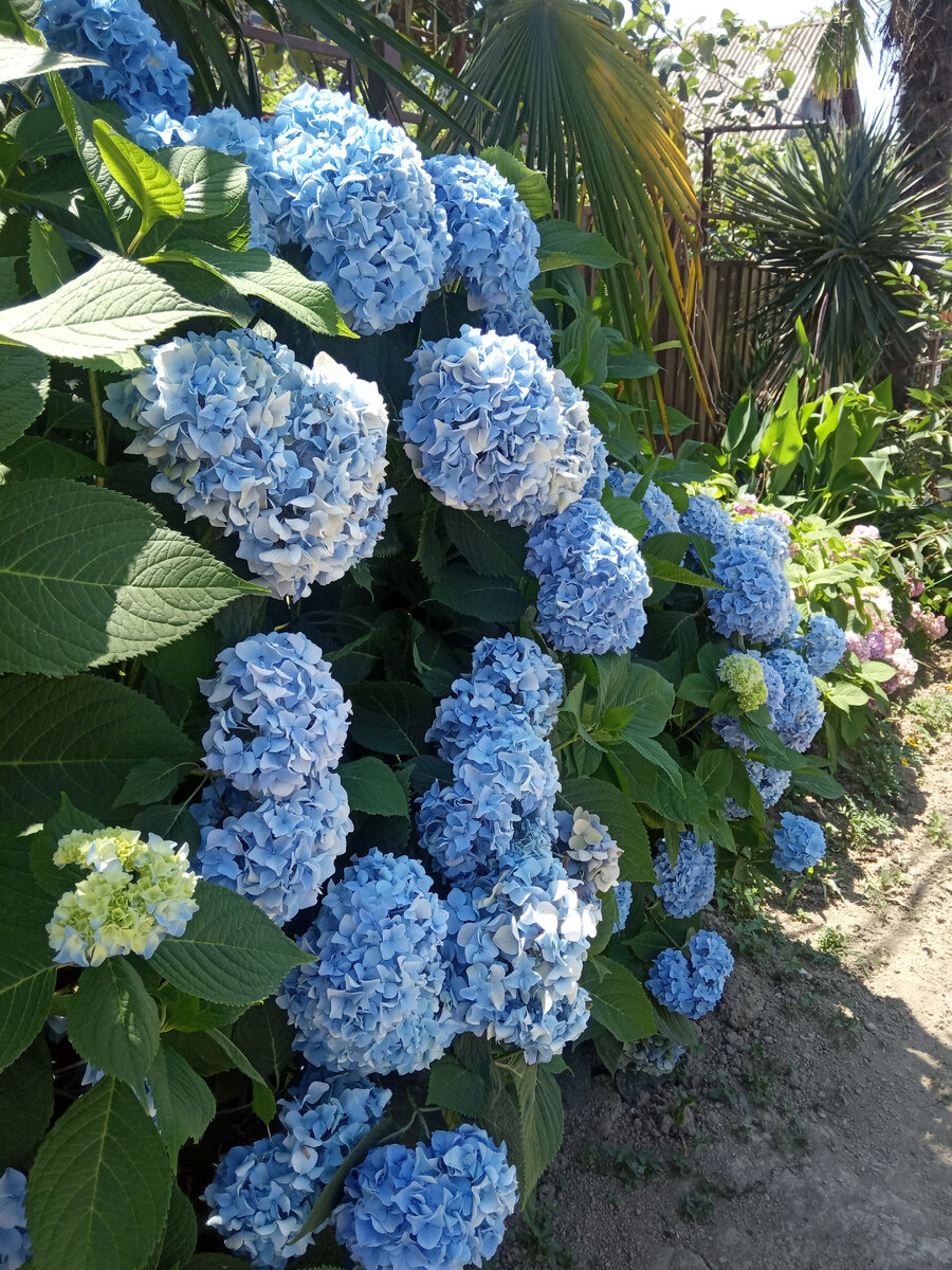 Цветы на улице поселка. Фото автора.