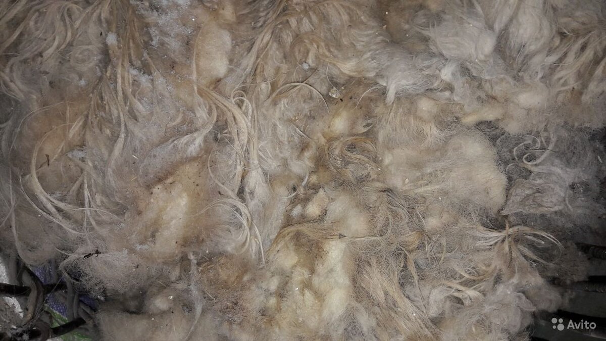 Не буду показывать как по настоящему выглядит протухшая шкура, полная червей, это весьма не приятное зрелище. Просто покажу не очень чистую шкуру и шерсть, чтобы вы имели общее представление. Загружено с Авито.