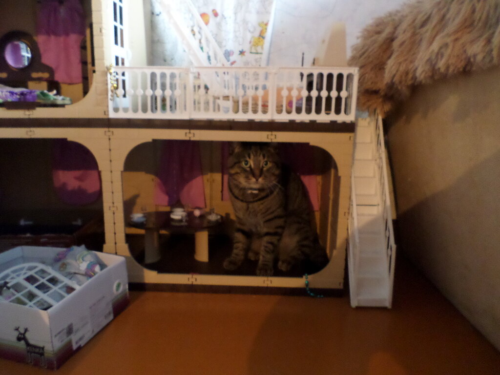 Котик Сева обживает новый дом.