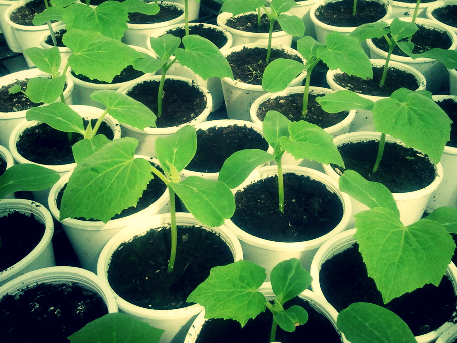 Рассада огурцов