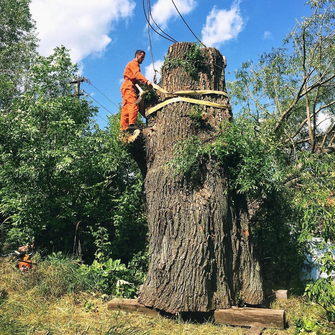Отныне Приморцам проще будет срубить дерево