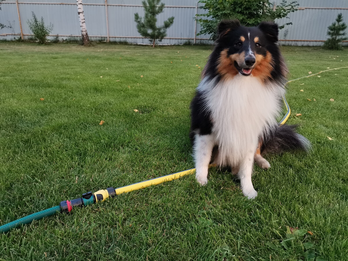 Наш пес, Альф.