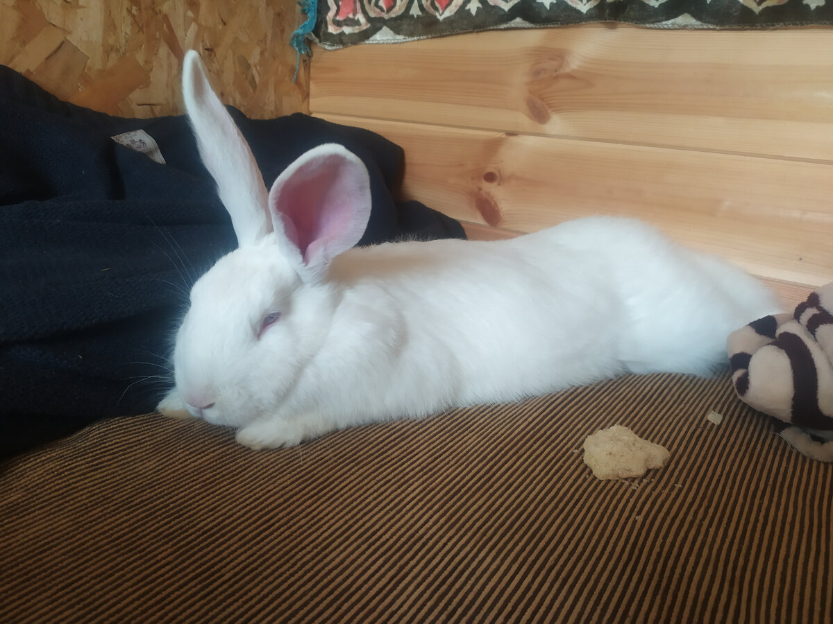 Моя любимая белка