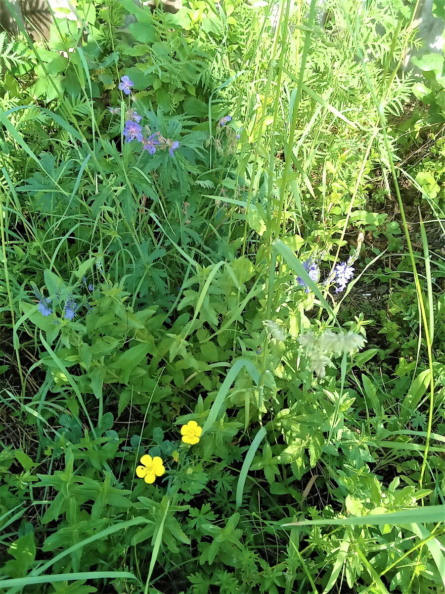 Летнее утро. Фото автора.