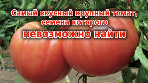 Наивкуснейшие крупные томаты. Соотношение: урожайность, вкус и размер