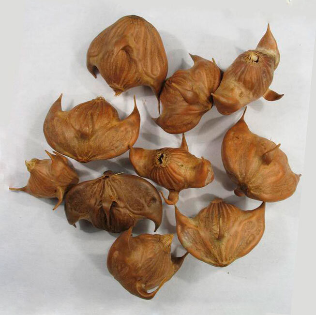 орехи чилим