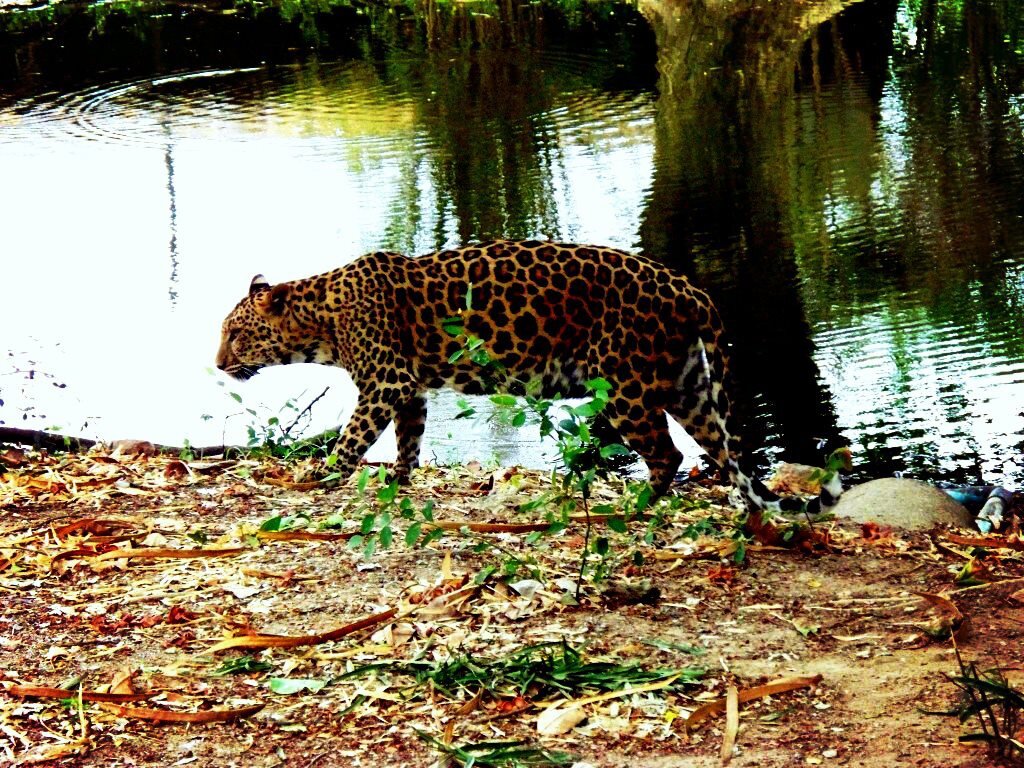 Индокитайский леопард ( Panthera pardus delacouri) 