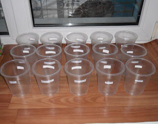 Подписываю стаканчики под рассаду баклажанов