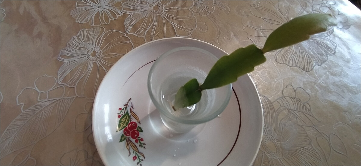 Декабрист в воде