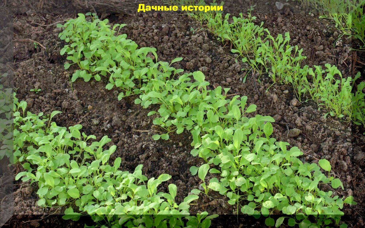 https://vk.com/photo-159774511_457251837