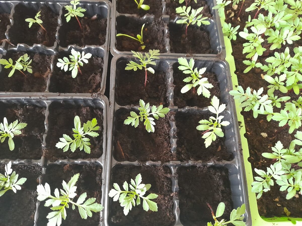 Пикировка бархатцев. Фото автора.