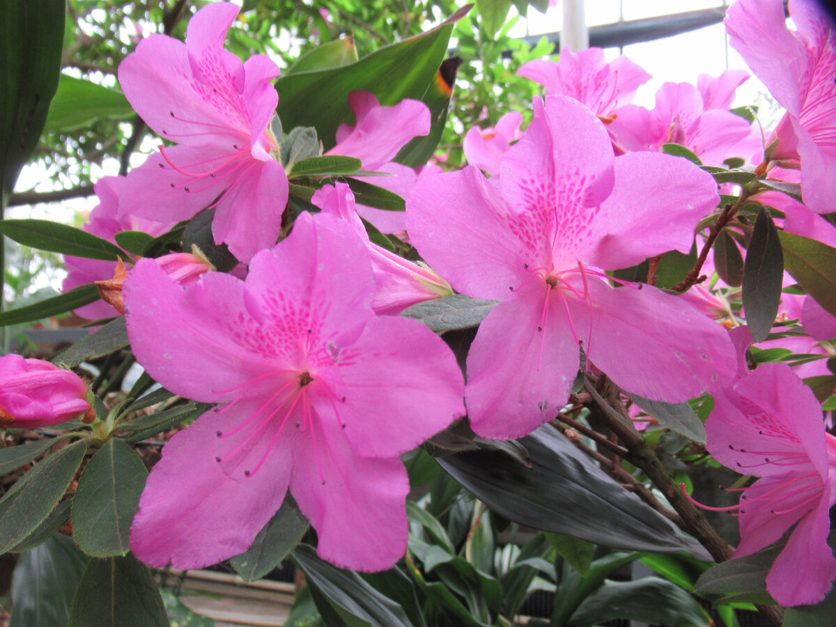 Цветение азалий в Ботаническом саду, Санкт-Петербург