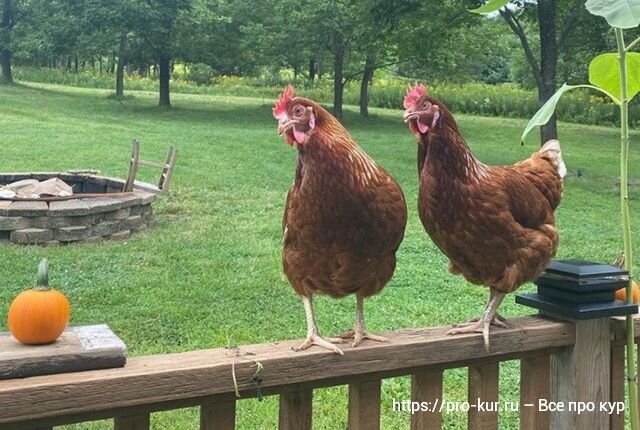 Ломан-браун порода кур. Курица трехнедельная. Ломан браун цыплята подрощенные. Куриные ножки наоборот. Месячная курица.