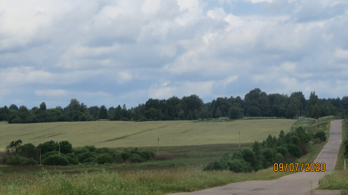 Луга с двух сторон от дороги были пастбищными.
