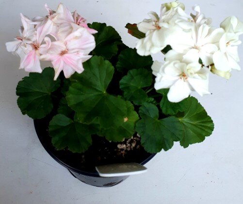 Прошлогоднее цветение удивило и обрадовало меня разноцветной окраской цветов. Встречали ли вы такое?