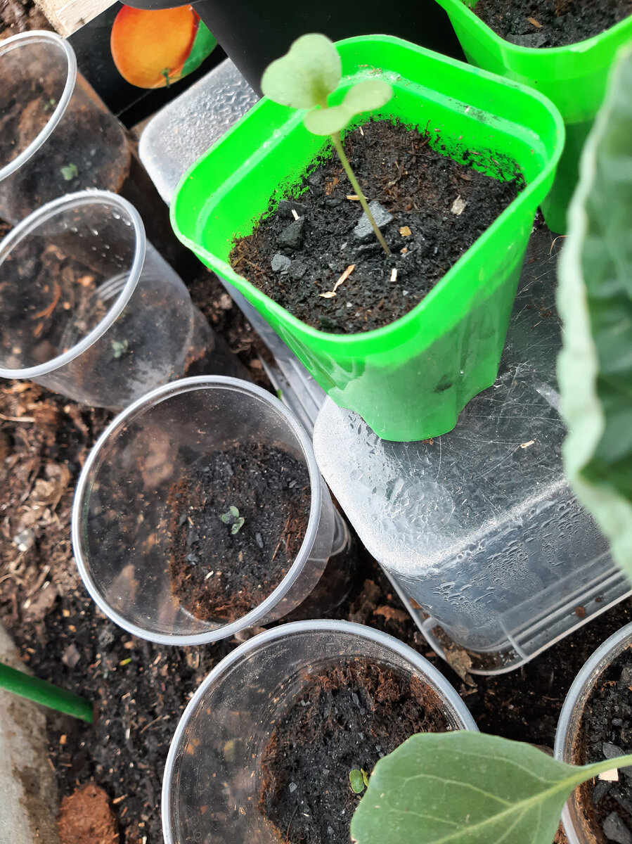 А это ранняя белокочанная капуста, уже взошла в теплице.