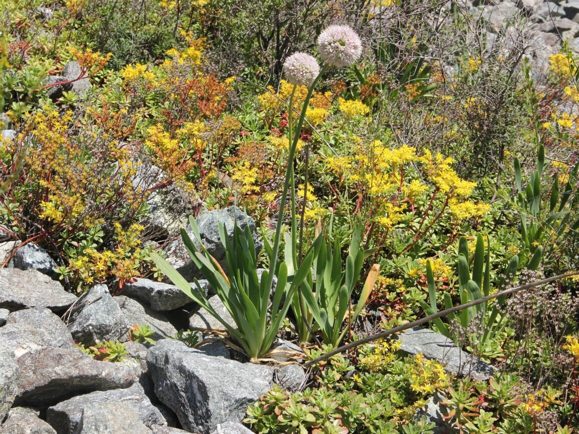 Лук-слизун в природе. Республика Алтай, Усть-Коксинский район, левый берег р. Катунь. Фото: Александр Лебедев, plantarium.ru