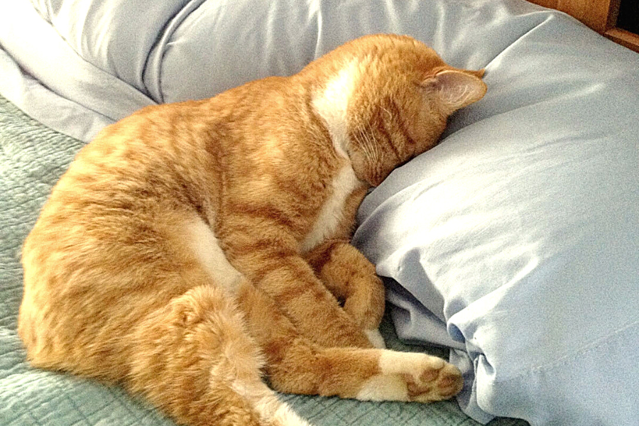 Усталый кот. Ленивый кот фото. Котенок потягивается фото. Ленивы кот с закрытыми глазами. Весной нет сил и хочется спать