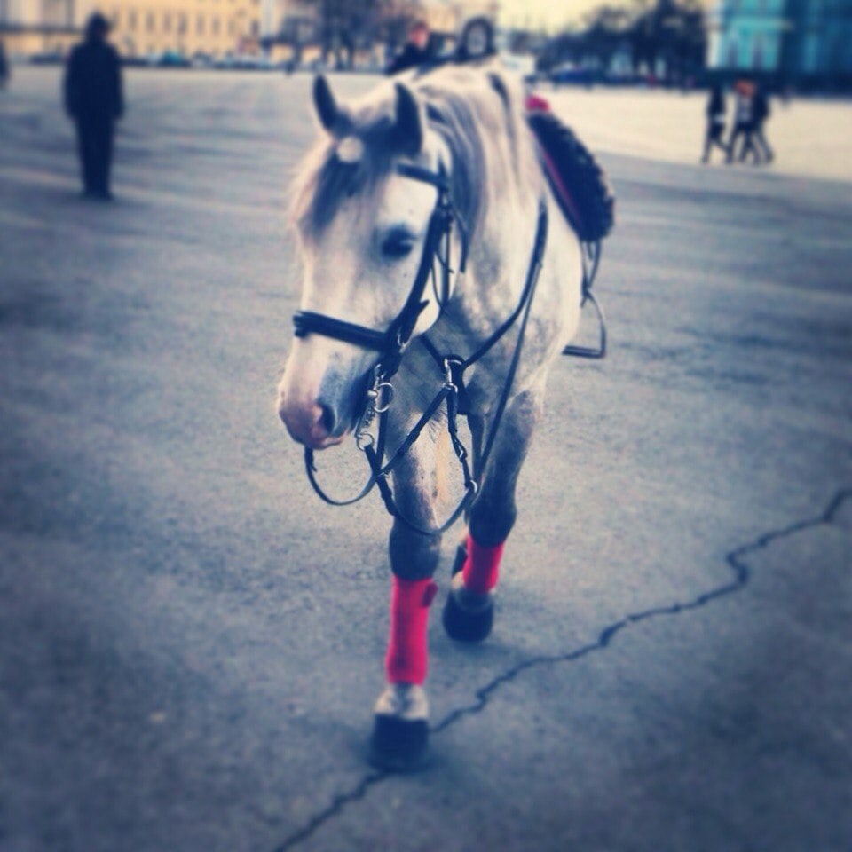 Идёт к человеку, чтобы погладили его? Нет, за вкусняшкой!