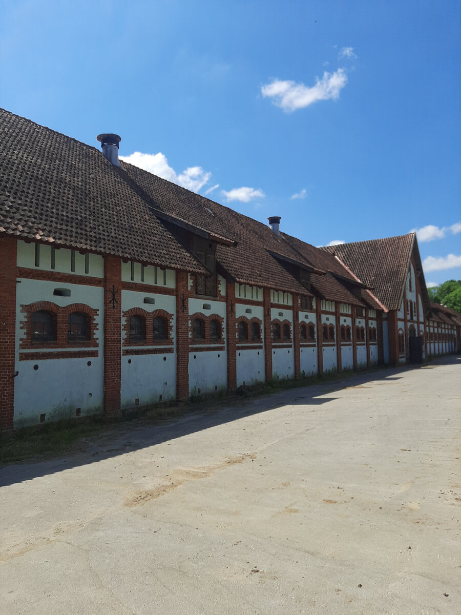 Конезавод "Георгиенбург" в Черняховске(Инстербурге) Калининградской области