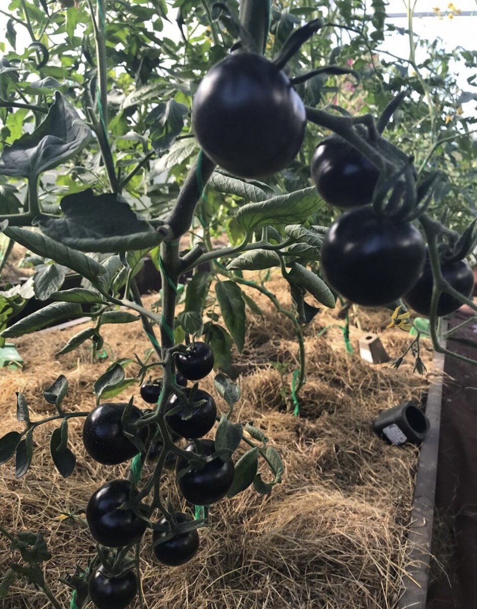 Целебный антоциановый томат Блю Р20, вкус сладкий с небольшой приятной кислинкой, для салатов и десертов.