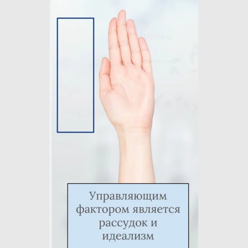 Если при взгляде на руку создается впечатление тонкости и вытянутости - то перед нами рука идеалиста.