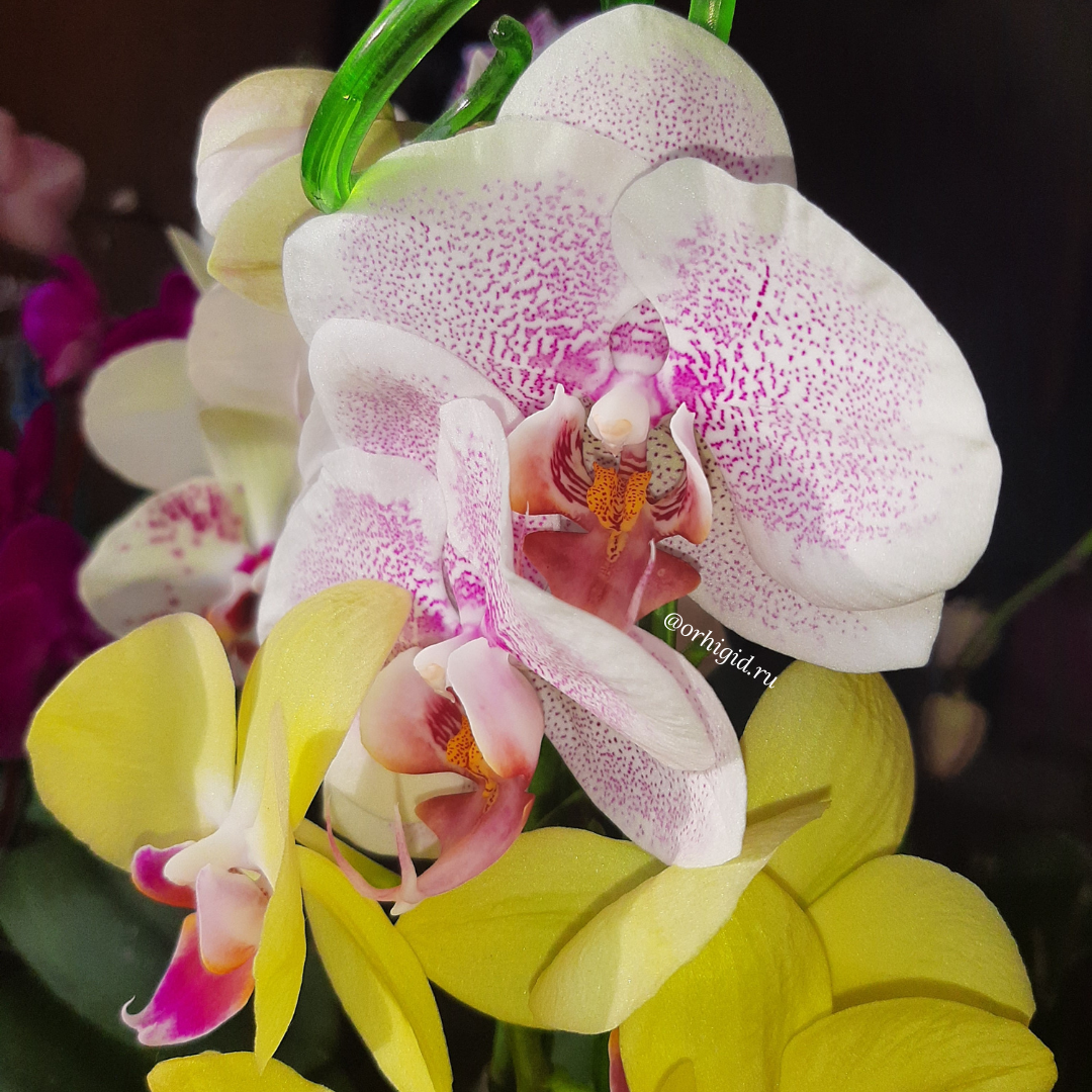 Обложка статьи 