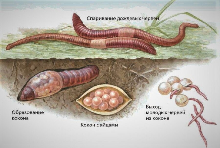 Червь род женский или мужской. Размножение кольчатых малощетинковых червей. Кольчатые черви Малощетинковые половая система. Кольчатые черви размножение. Цикл развития малощетинковых червей.