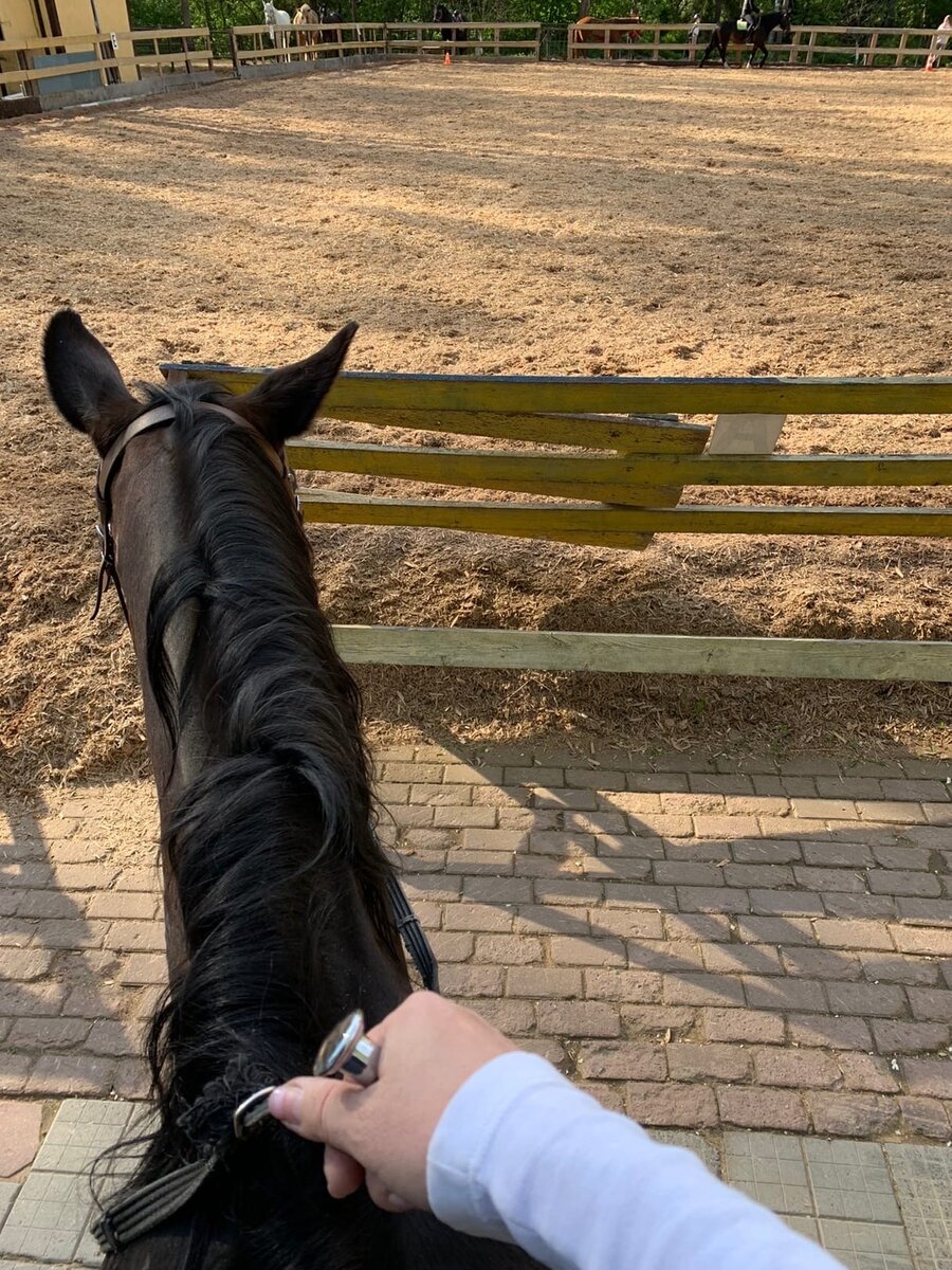 Ожидаю выход на манеж для тренировки по выездке