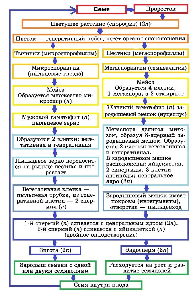 Схема цикла развития цветковых растений