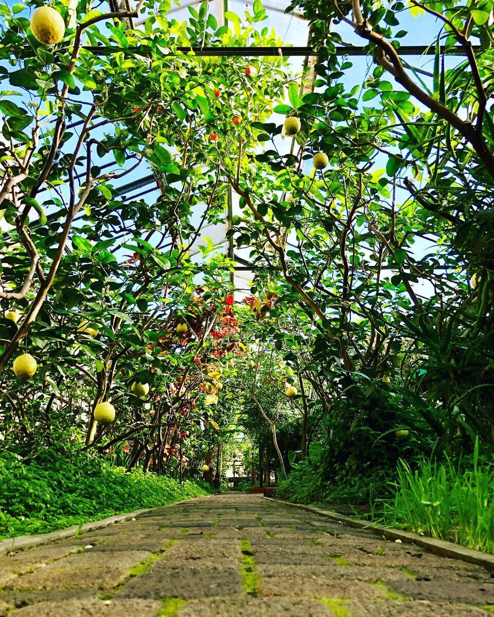 Фото лимонарий.рф