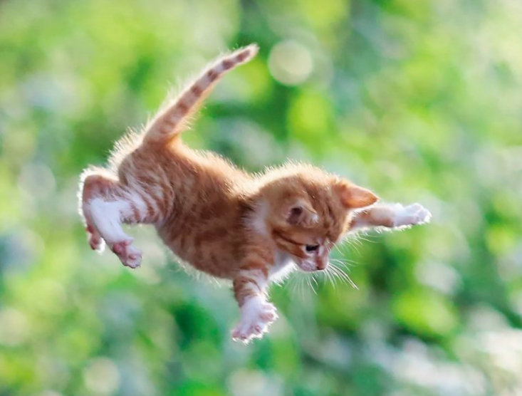 Котенок в полёте