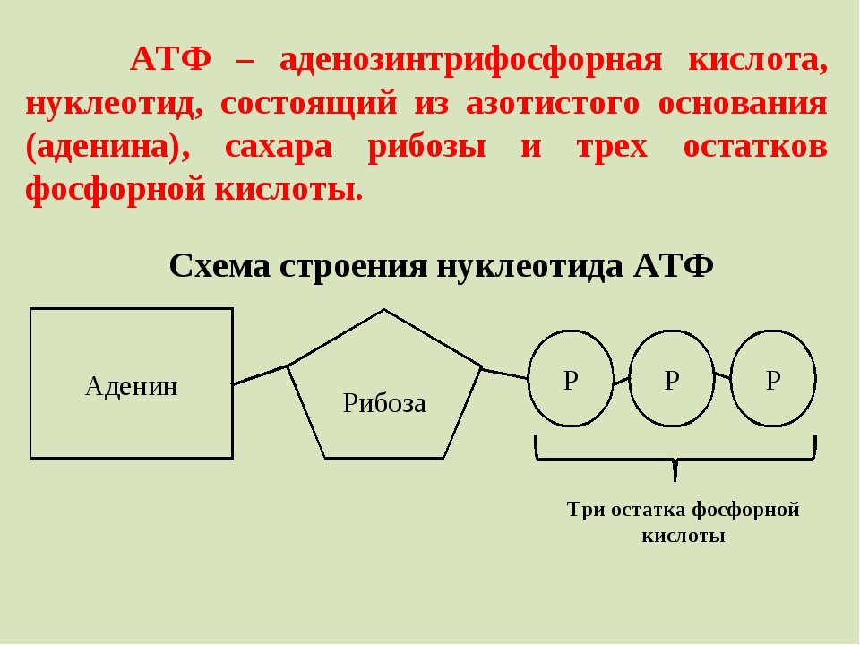Адф ф надф. Строение молекулы АТФ. Химическая структура АТФ. Структура молекулы АТФ. Строение нуклеотида АТФ.