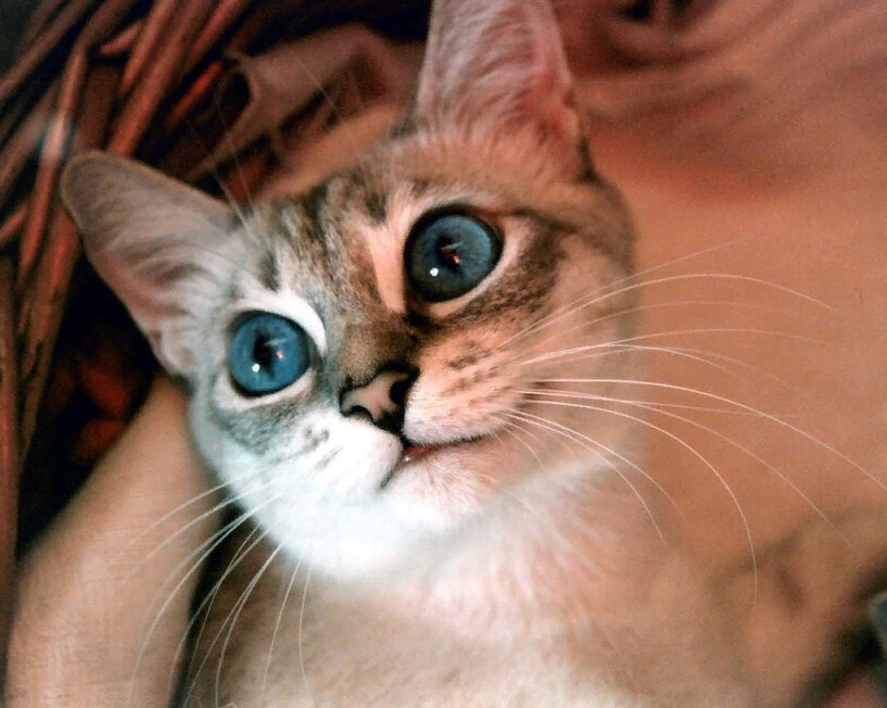 Дюка молодая