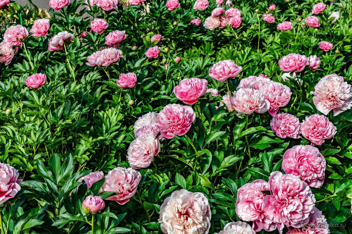 Нежно-розовые пионы