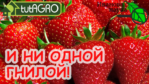 КАК СБОР КЛУБНИКИ - ТАК ДОЖДЬ! ЧТО СДЕЛАТЬ, ЧТОБЫ ЗЕМЛЯНИКА НЕ ГНИЛА! ОБРАБОТКА ПРОТИВ СЕРОЙ ГНИЛИ . И ни одной гнилой ягодки!