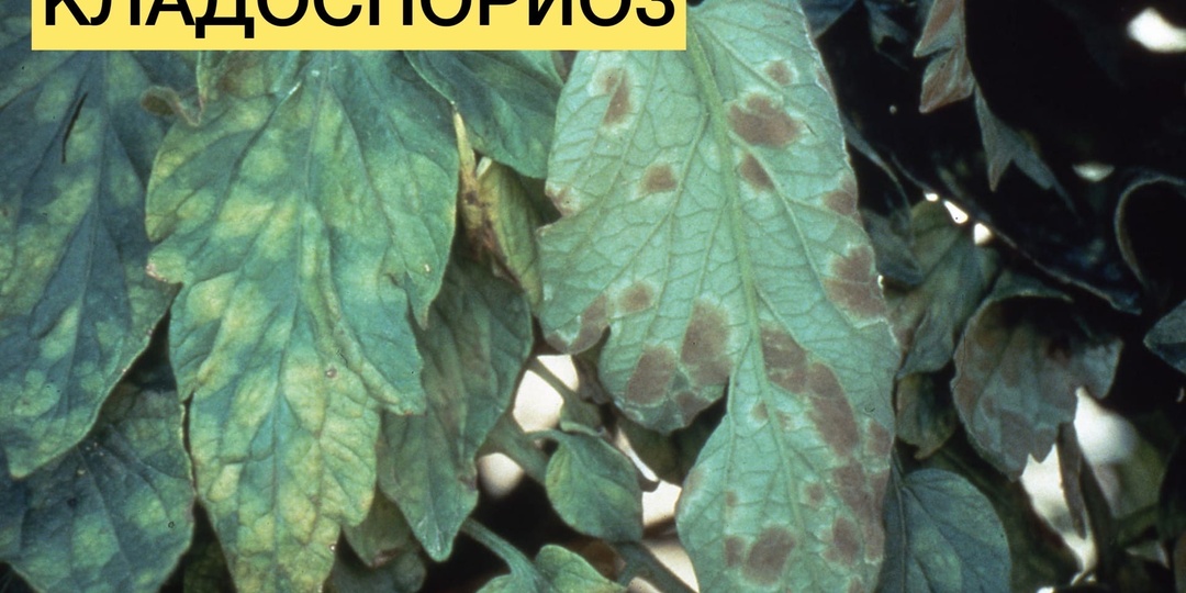 Шпаргалка по болезням томата