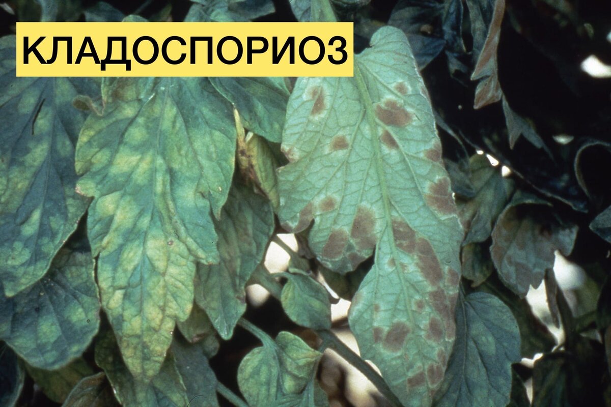 Кладоспориоз