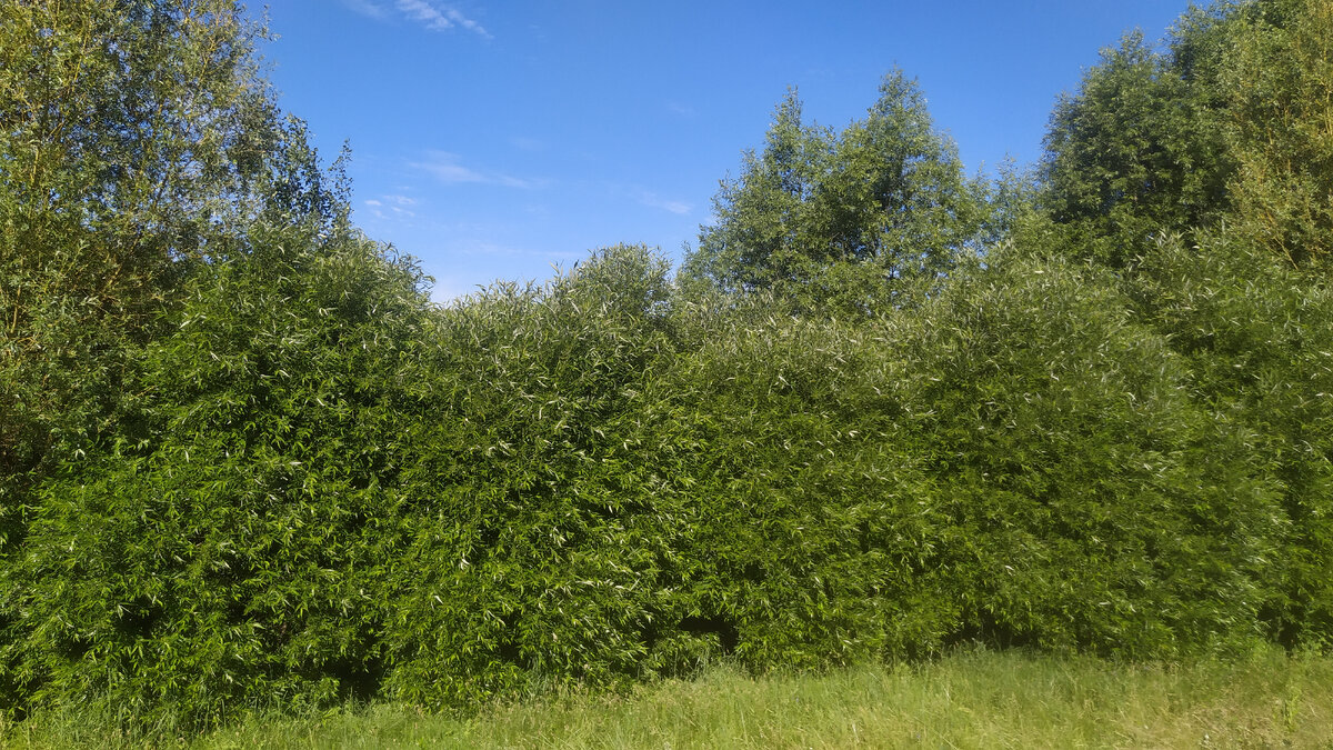 В ивняке очень много птиц