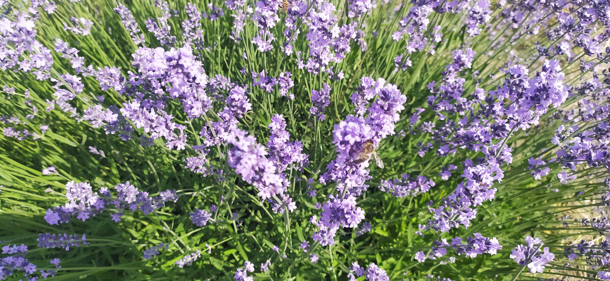 Лаванда и пчёлы.