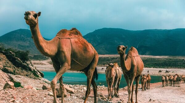    Верблюды в Салале, Оман© Pixabay / Pixabay / Rimaz Rauf