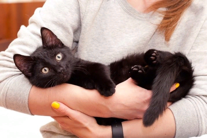 Сонник черные руки. Котенок на руках. Черный котенок на руках. Коты чёрные приснились. Черная кошка на руках.